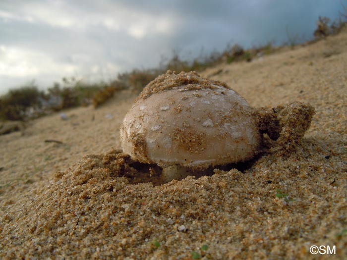 Amanita strobiliformis