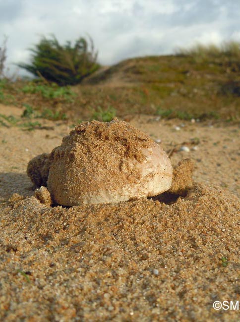 Amanita strobiliformis