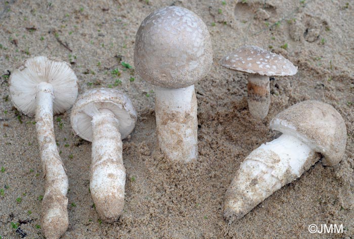 Amanita strobiliformis