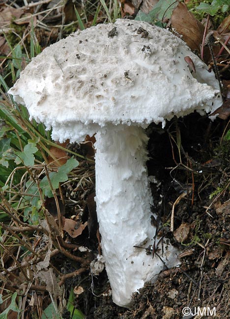 Amanita strobiliformis