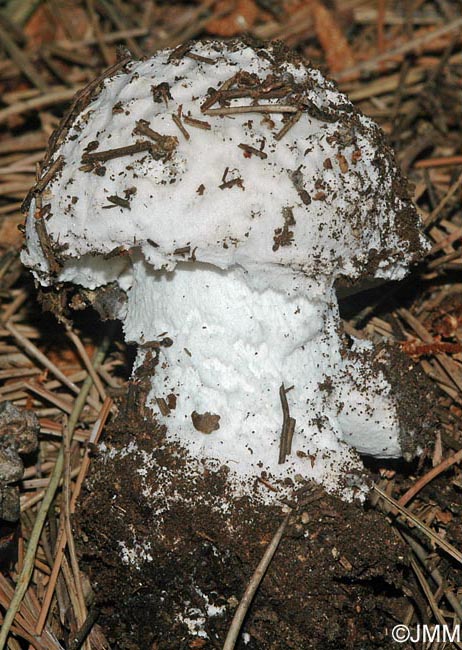 Amanita strobiliformis