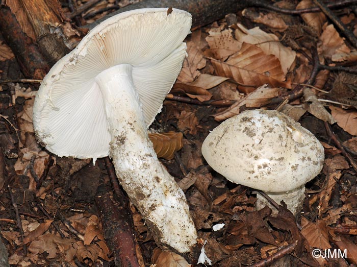 Amanita strobiliformis