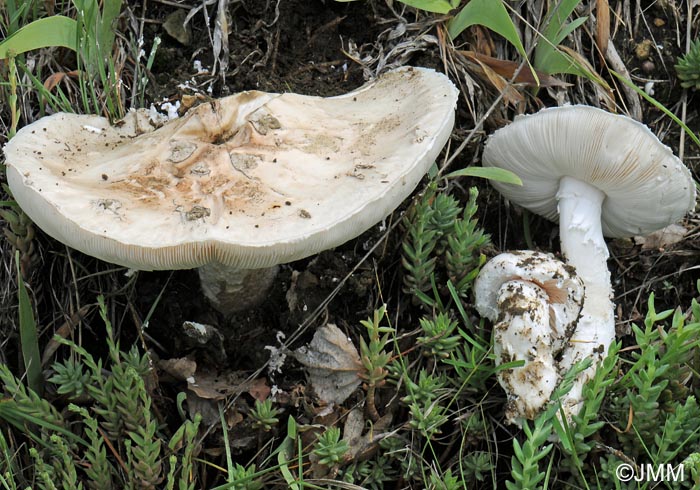 Amanita strobiliformis