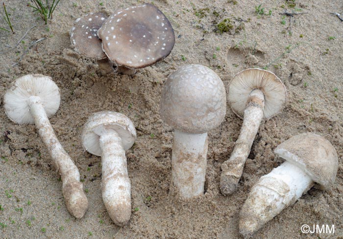 Amanita strobiliformis