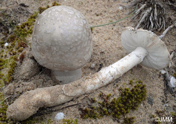 Amanita strobiliformis