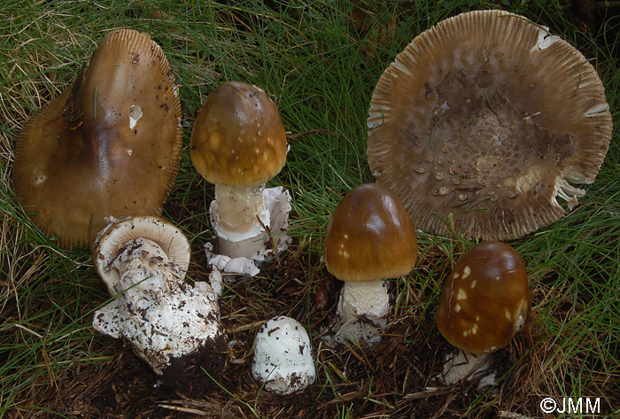 Amanita submembranacea