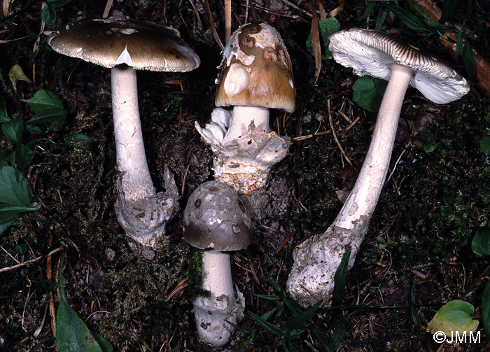 Amanita submembranacea