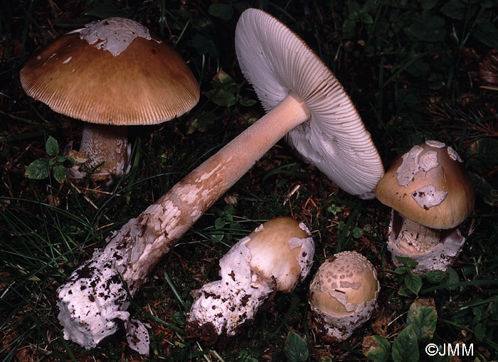 Amanita submembranacea