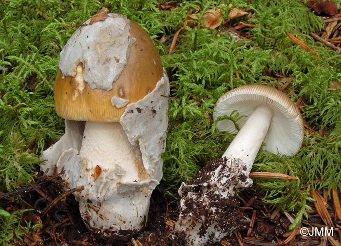 Amanita submembranacea