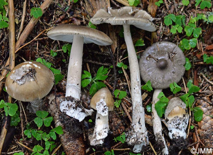 Amanita submembranacea