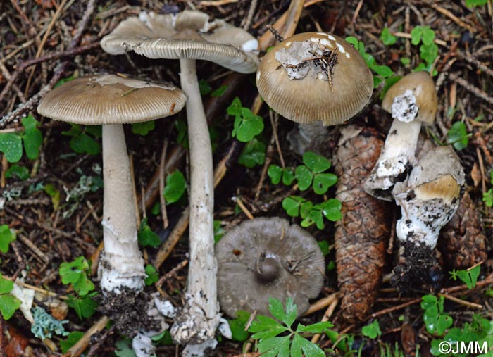 Amanita submembranacea