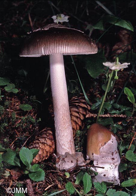 Amanita submembranacea & Moneses uniflora