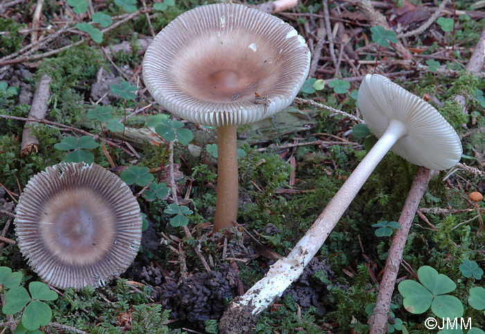 Amanita umbrinolutea 