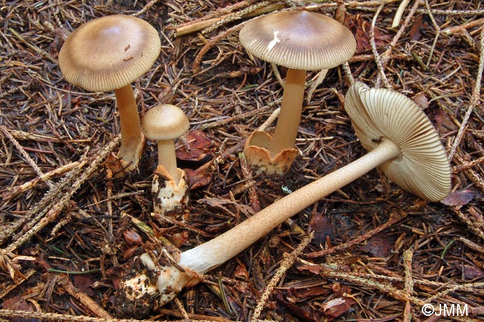 Amanita umbrinolutea