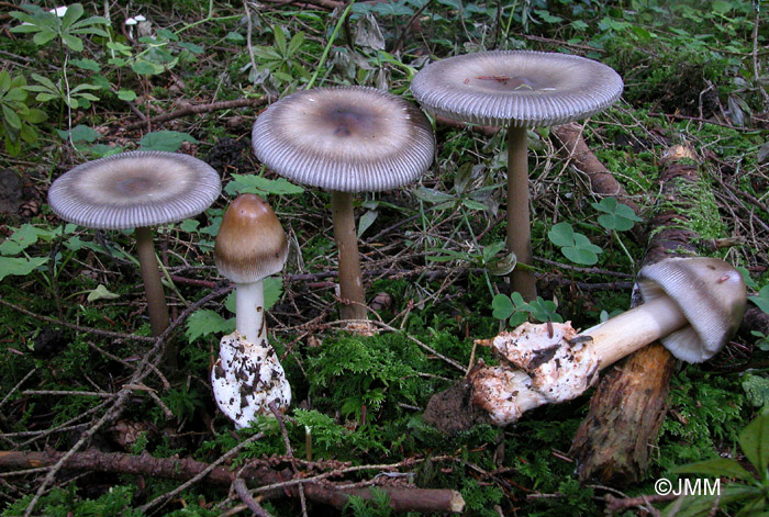 Amanita umbrinolutea