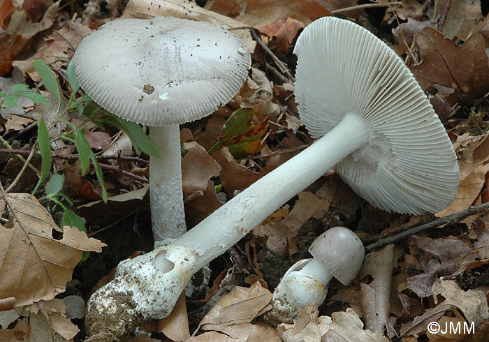 Amanita vaginata