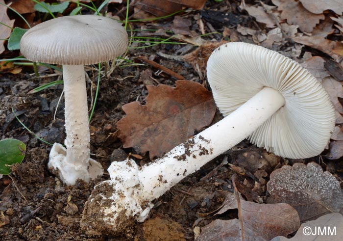 Amanita vaginata