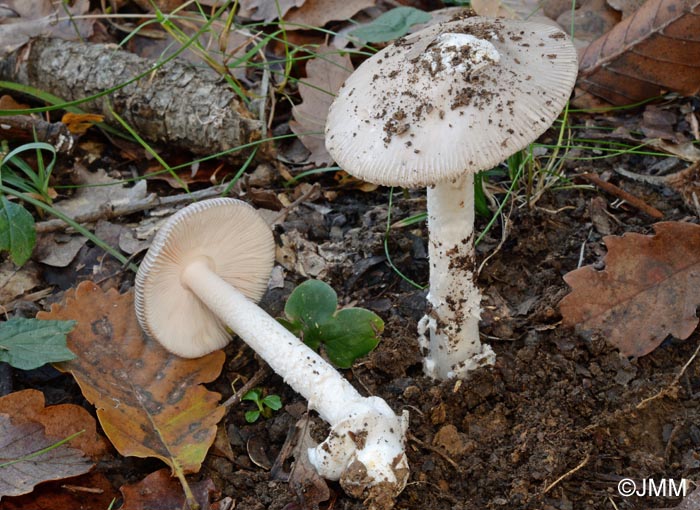 Amanita vaginata