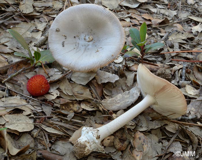 Amanita vaginata