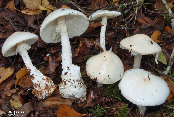 Amanita virosa