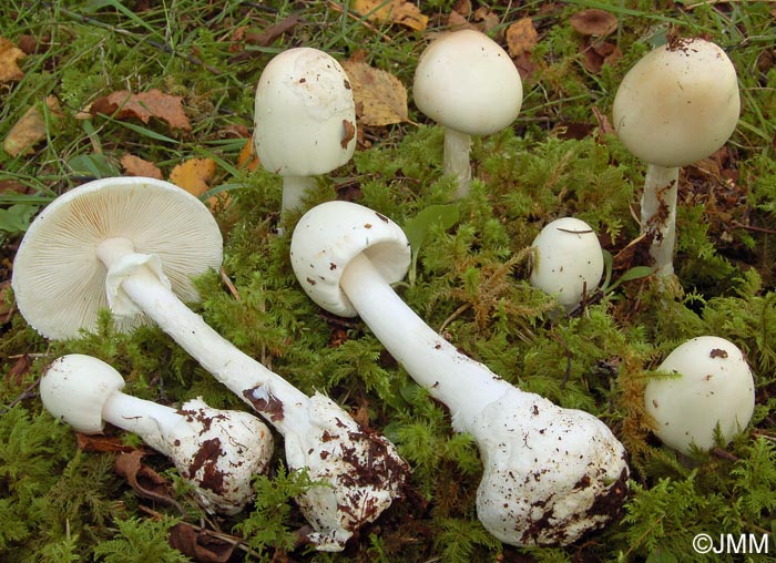 Amanita virosa