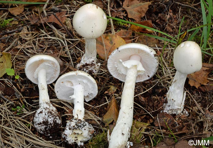 Amanita virosa