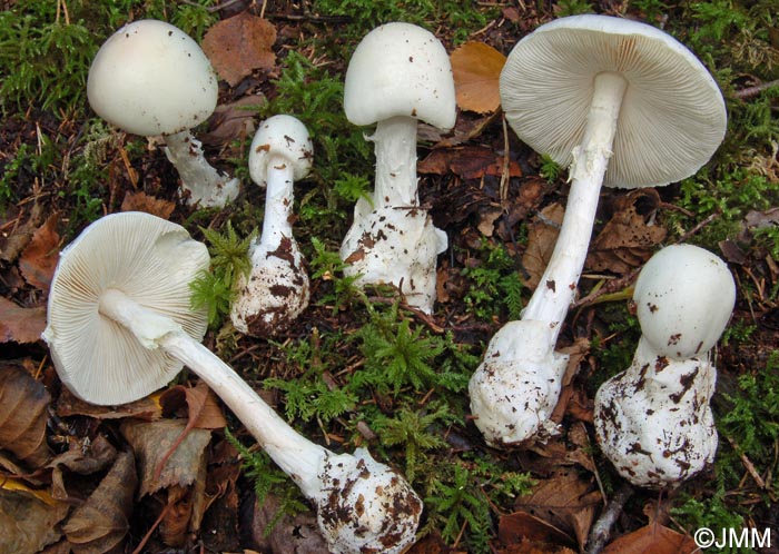 Amanita virosa