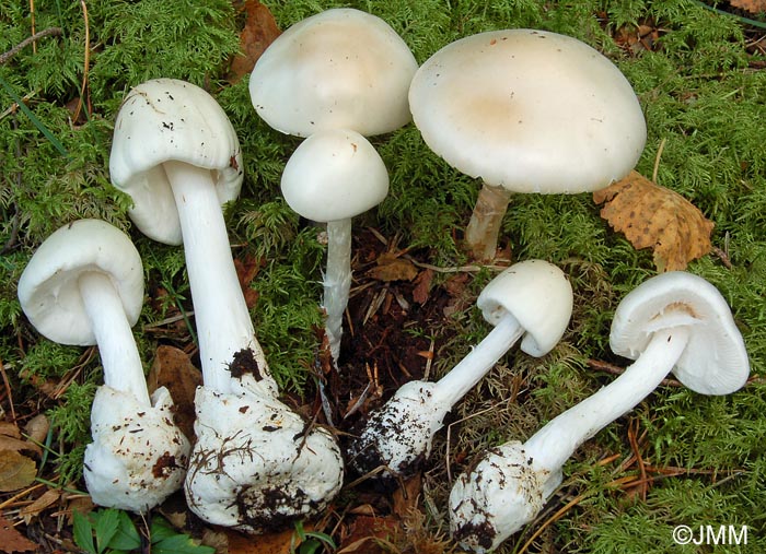 Amanita virosa