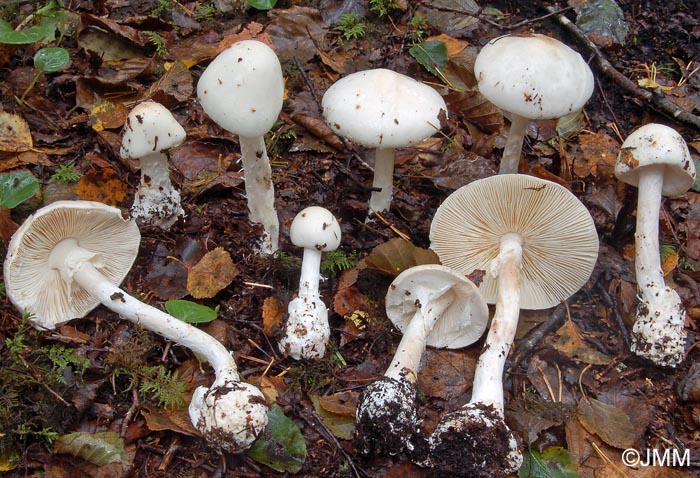 Amanita virosa