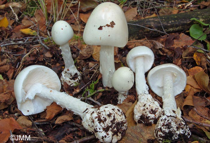 Amanita virosa