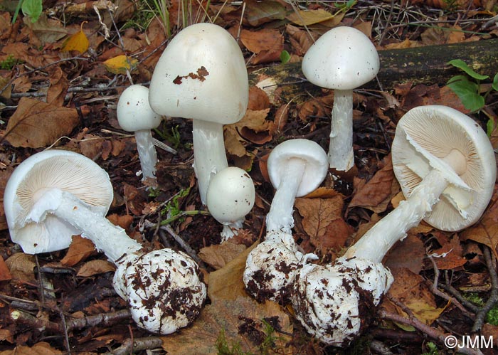 Amanita virosa