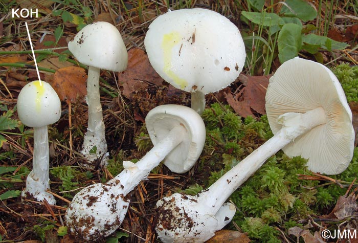 Amanita virosa : KOH jaune d'or sur la cuticule