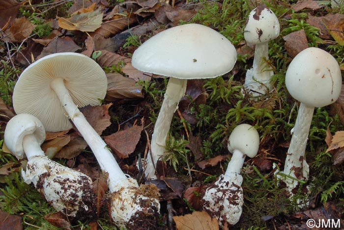 Amanita virosa