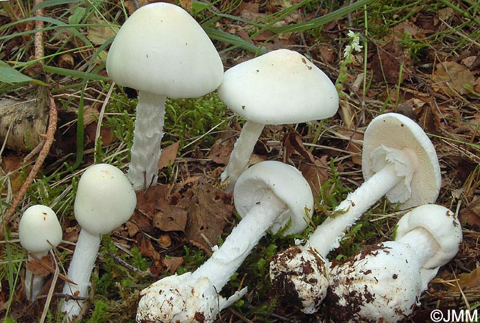 Amanita virosa