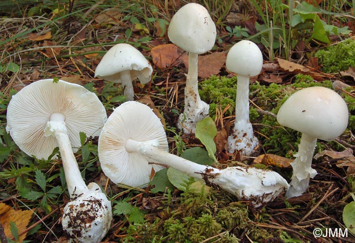 Amanita virosa