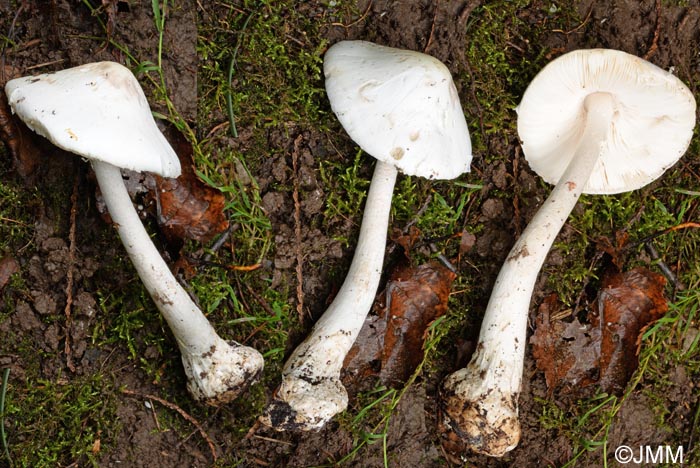 Amanita virosa var. levipes =  Amanita amerivirosa