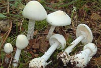 Amanita virosa