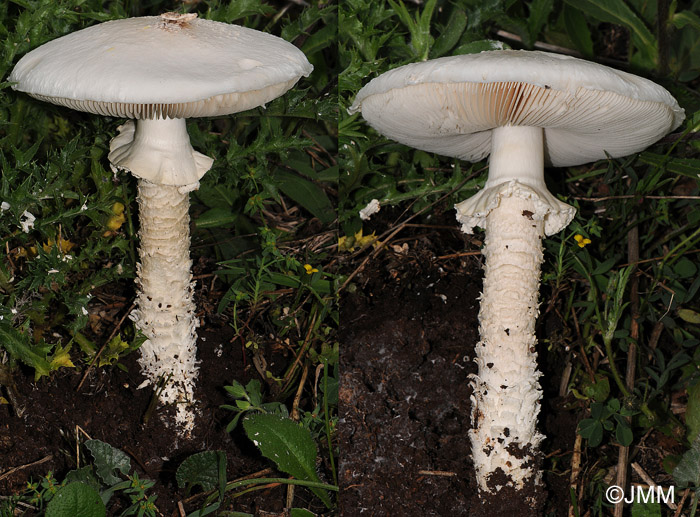 Amanita vittadinii