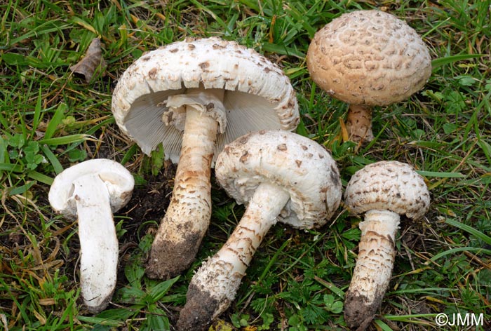 Amanita vittadinii