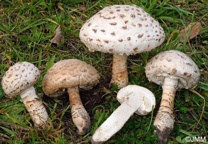 Amanita vittadinii