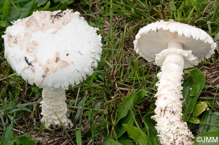 Amanita vittadinii