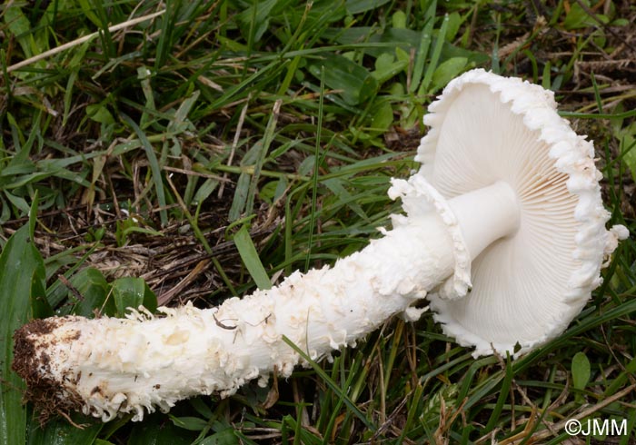 Amanita vittadinii