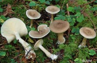 Ampulloclitocybe clavipes