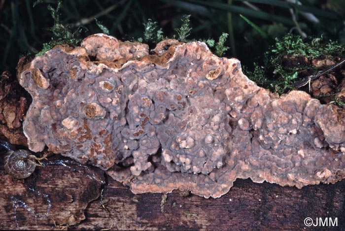 Amylostereum chailletii