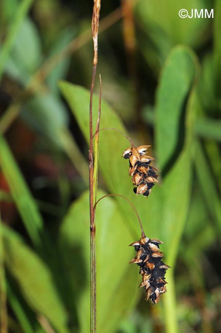 Anthracoidea limosa