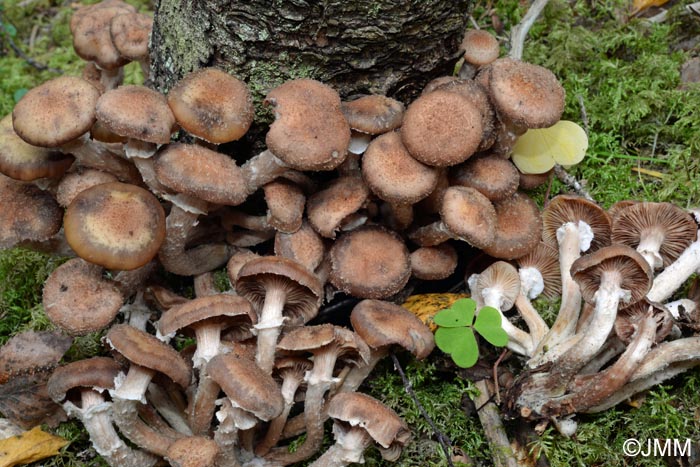 Armillaria borealis