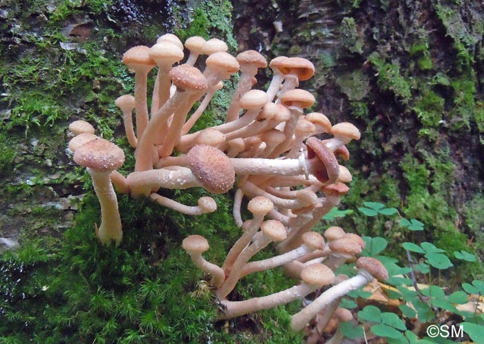 Armillaria borealis