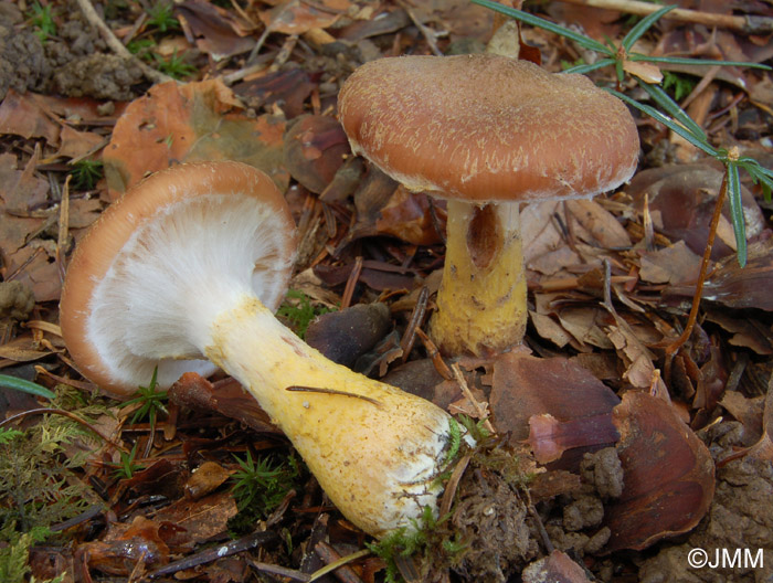 Armillaria gallica = Armillaria bulbosa