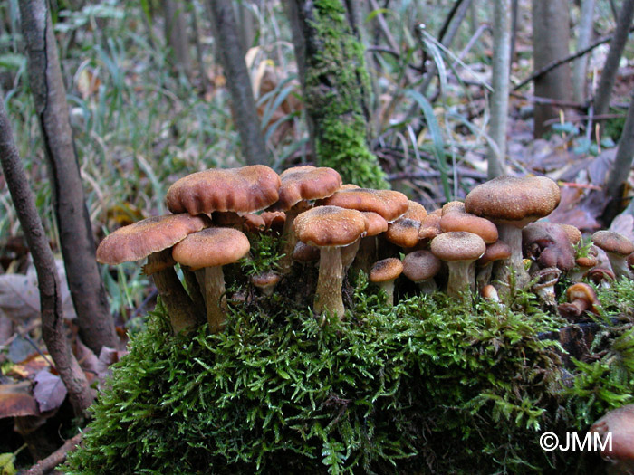 Armillaria gallica = Armillaria bulbosa