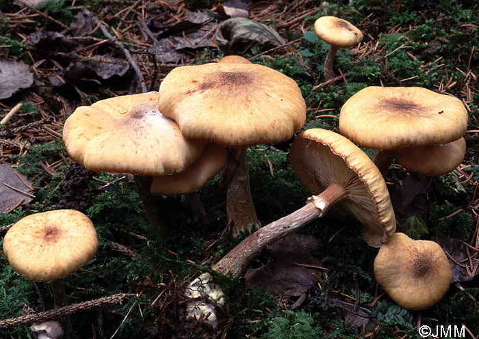 Armillaria cepistipes